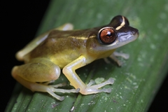 Pristimantis aureolineatus