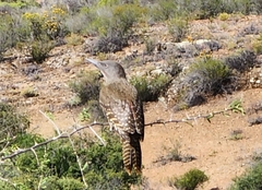 Geocolaptes olivaceus