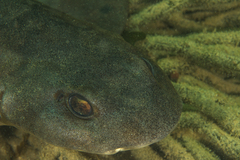 Haploblepharus pictus