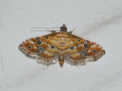 Ommatospila narcaeusalis