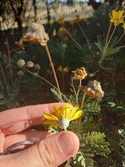 Euryops chrysanthemoides