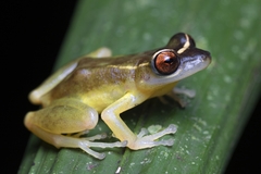 Pristimantis aureolineatus