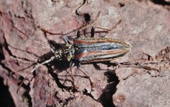 Oxymirus cursor