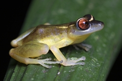 Pristimantis aureolineatus