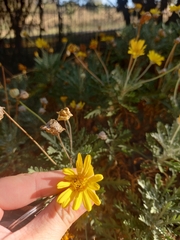Euryops chrysanthemoides