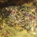 Tuberculate Cuttlefish - Photo (c) carel van der Colff, some rights reserved (CC BY-NC), uploaded by carel van der Colff