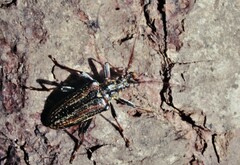 Oxymirus cursor