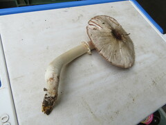 Agaricus deardorffensis