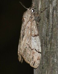 Dasychira meridionalis
