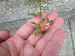 Indigofera spicata