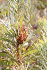 Protea witches broom phytoplasma
