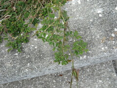 Indigofera spicata