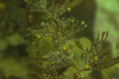 Anthophycus longifolius