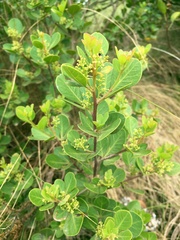 Searsia glauca