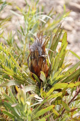 Protea longifolia