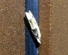 Crocidosema plebejana