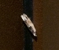 Crocidosema plebejana