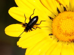 Neoeutrapela