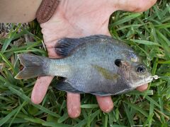 Lepomis macrochirus purpurascens