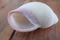 Megalobulimus