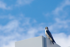 Falco peregrinus anatum