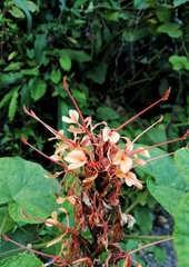 Hedychium coccineum