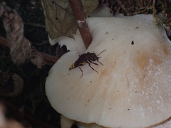 Ontholestes cingulatus