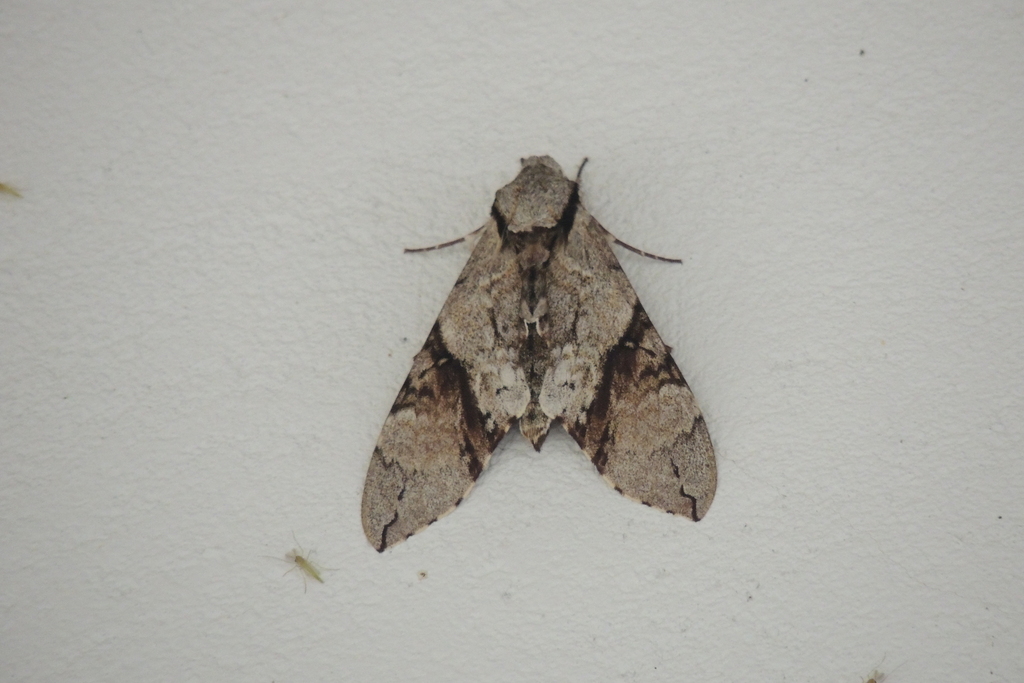 Manduca incisa