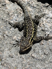 Sceloporus anahuacus