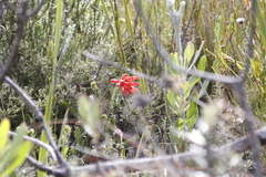 Erica cerinthoides cerinthoides