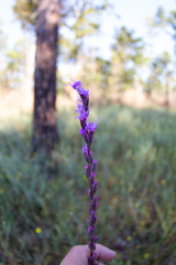 Liatris tenuifolia