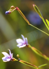 Sisyrinchium platense