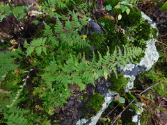 Myriopteris myriophylla