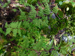 Myriopteris myriophylla