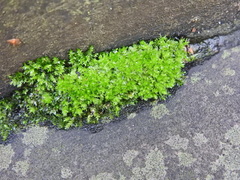 Ptychostomum capillare