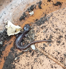Aneides lugubris