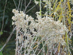 Pseudognaphalium obtusifolium