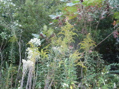 Pseudognaphalium obtusifolium