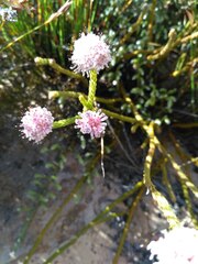 Sorocephalus lanatus