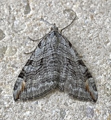Aplocera