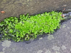 Ptychostomum capillare