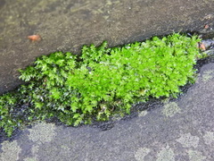 Ptychostomum capillare