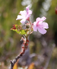 Pelargonium cucullatum strigifolium