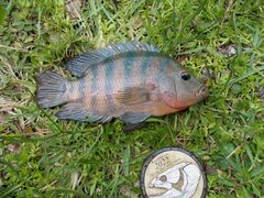 Mayaheros urophthalmus