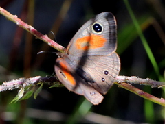 Cassionympha cassius