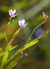 Sisyrinchium platense