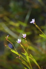 Sisyrinchium platense