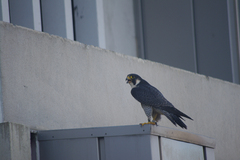 Falco peregrinus anatum