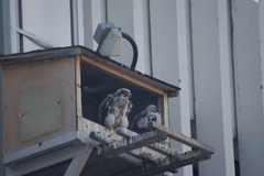 Falco peregrinus anatum