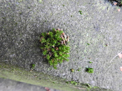 Orthotrichum anomalum